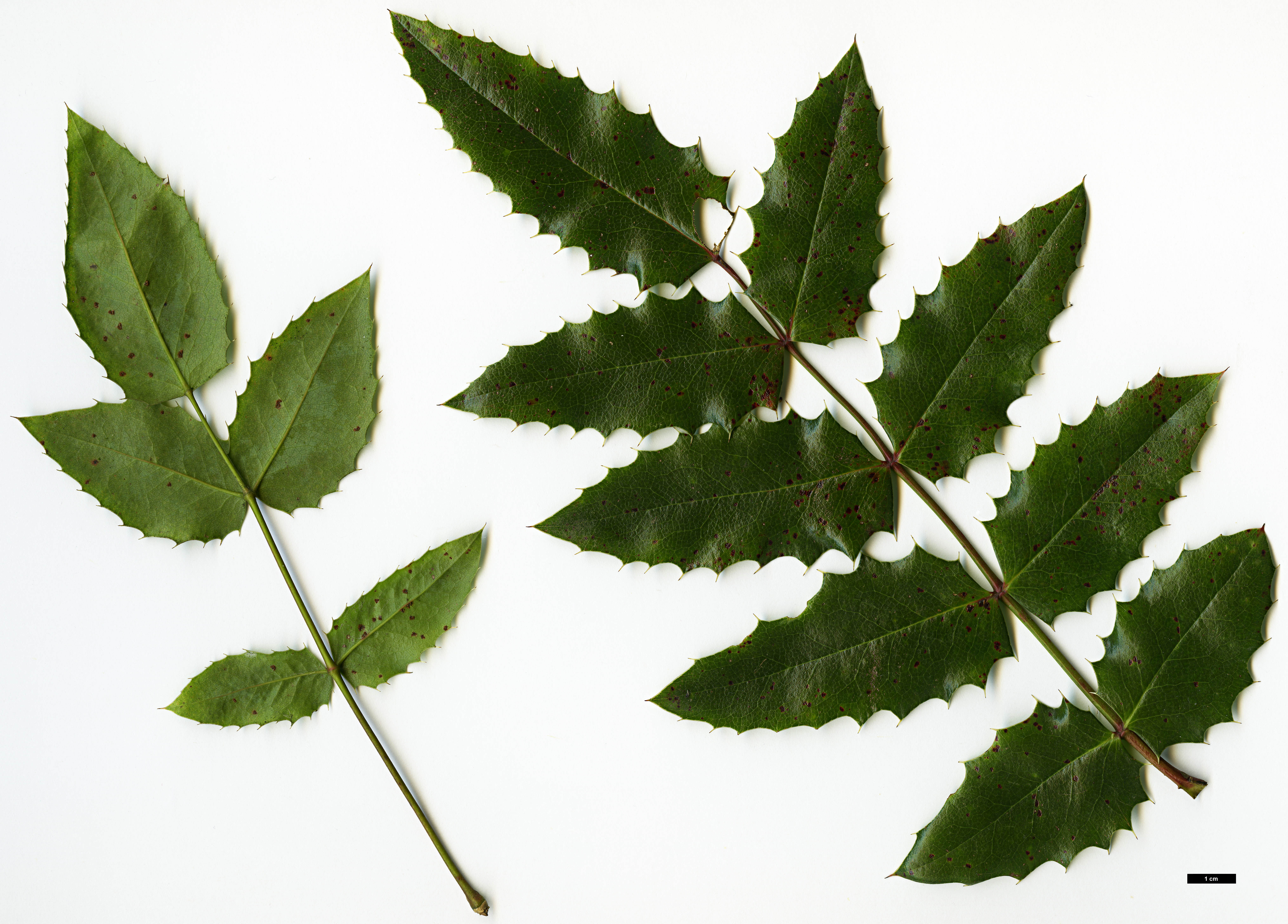 High resolution image: Family: Berberidaceae - Genus: Mahonia - Taxon: ×wagneri (M.aquifolium  × M.pinnata)